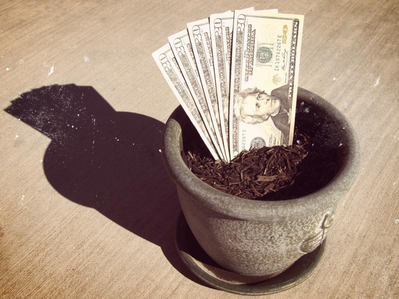 Money growing