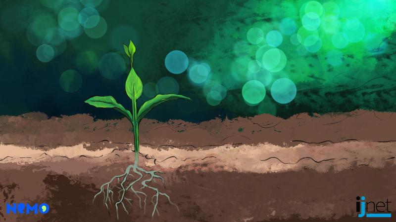 Plant growing from the soil