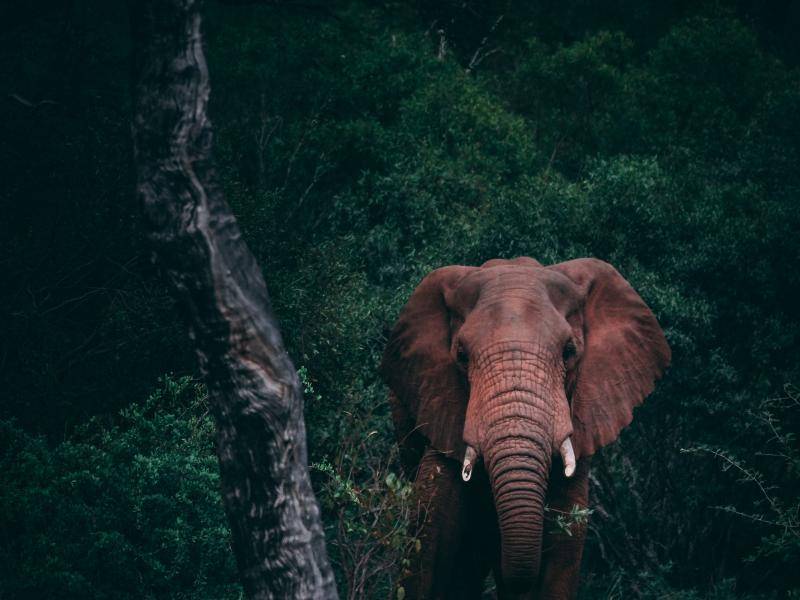 An elephant standing by a tree.