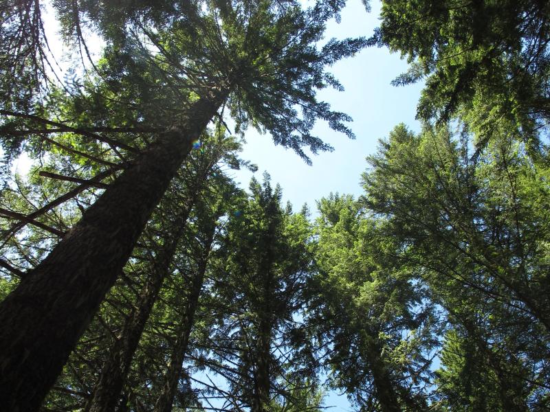 green trees blowing in the wind