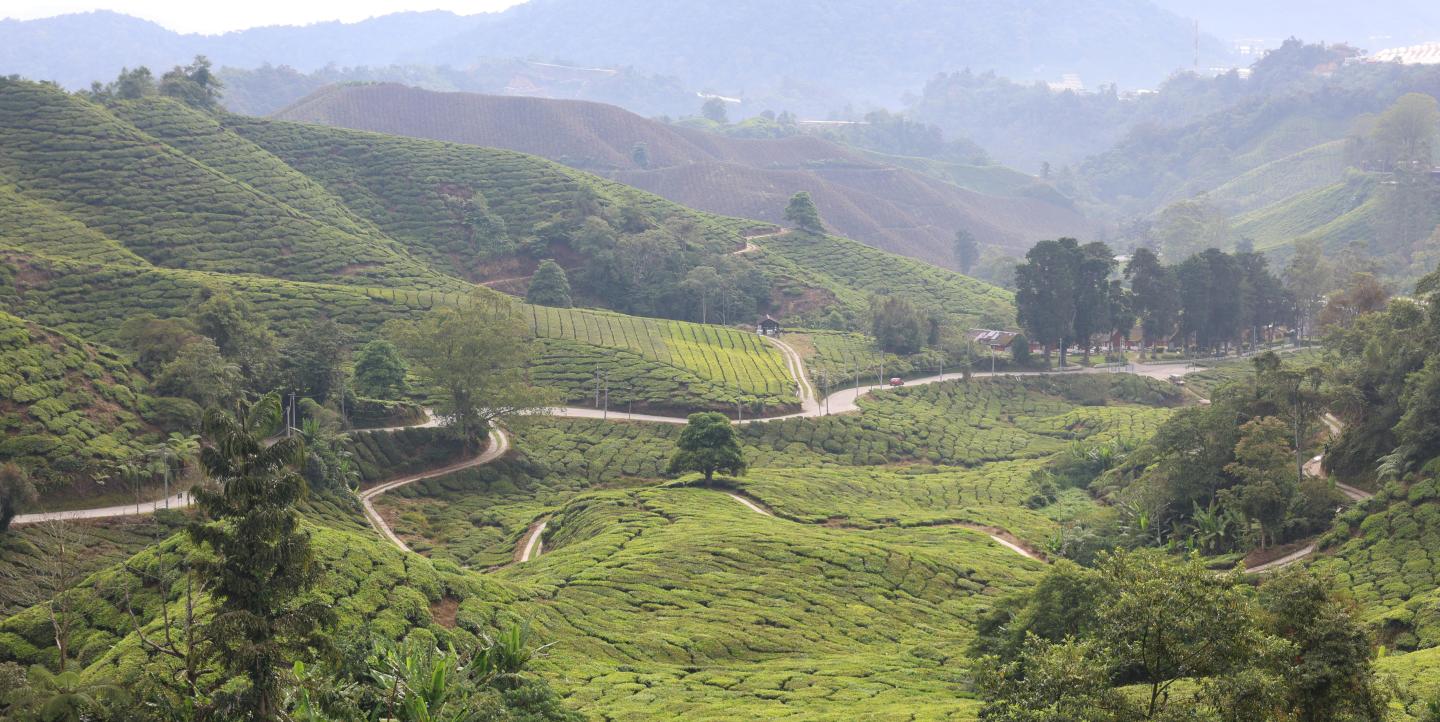 Green hills in countryside.