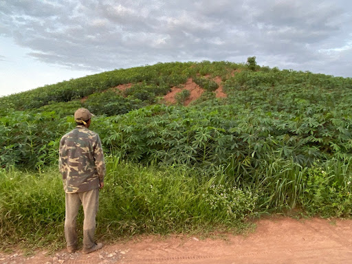 Farmer standing in front of cassava field. 